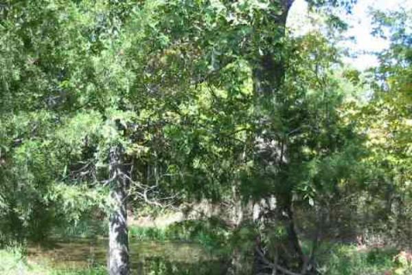 151 Acres SECLUDED GREAT HUNTING - Image# 3